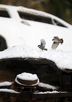 Nuthatch (Sitta europaea) chasing away and Black tit (Periparus ater)  in car graveyard, Varmland, Sweden, December