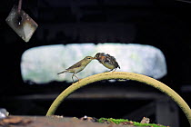 Willow warbler (Phylloscopus trochilus) feeding young on steering wheel of abandoned car in 'car graveyard' Varmland, Sweden, June