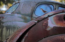 Nuthatch (Sitta europaea) on bonnet of a rusty abandoned car in a 'car graveyard' Bastnas, Sweden, April