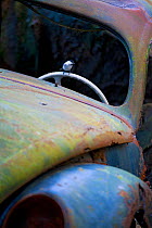 Willow tit (Parus montanus) perched on the steering wheel of an abandoned car in 'car graveyard', Bastnas, Sweden, December