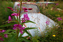 Rosebay willowherb (Chamerion angustifolium) in flower by abandoned car in 'car graveyard', Bastnas, Sweden. July