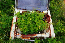 Dropwort (Filipendula vulgaris) growing in the boot of an old abandoned car in 'car graveyard', Bastnas, Sweden, July. Winner of the Portfolio category in the Melvita Nature Images Awards competition...