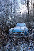 Old abandoned car in 'car graveyard' surrounded by trees in winter, Bastnas, Sweden, December