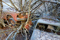 Trees growing through abandoned cars in 'car graveyard' Bastnas, Sweden, December