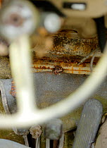 Common frog (Rana temporalia) inside abandoned Volkswagen in 'car graveyard' Varmland, Sweden, May