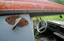 Northern Wall Brown (Lasiommata petropolitana) resting on an old abandoned car in a 'car graveyard', Bastnas, Sweden. June