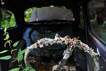 Lichen-covered steering wheel, in old abandoned car in 'car graveyard' Varmland, Sweden