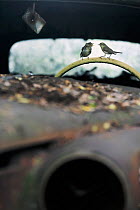Willow warbler (Phylloscopus trochilus) feeding young on steering wheel of abandoned car in 'car graveyard' Varmland, Sweden, June
