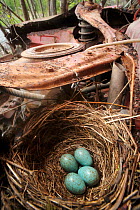 Blackbird (Turdus merula) nest with eggs in motor of abandoned car in 'car graveyard' Varmland, Sweden, May