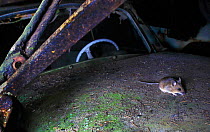 Wood mouse (Apodemus sylvaticus) on the bonnet of a rusty old car, Varmland, Sweden, February
