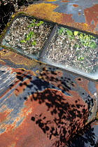 Abandoned rusty car in 'car graveyard' acting as a greenhouse with plants growing inside, Varmland, Sweden, July