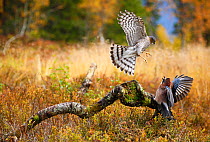 Sparrowhawk (Accipiter nisus) attacking Jay (Garrulus glandarius)Telemark, Norway, September