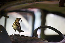Song thrush (Turdus philomelos) with grub prey on the dashboard of an abandoned car in 'car graveyard' Varmland, Sweden, July