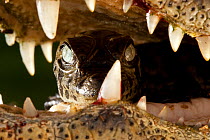 Broad snouted caiman (Caiman latirostris) baby carried in mother's mouth from the nest, Sante Fe, Argentina, February