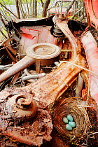 Blackbird (Turdus merula) nest with eggs in engine of abandoned car, car graveyard, Vrmland, Sweden