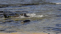 Female Hawaiian monk seal (Monachus schauinslandi) fighting with a male trying to mate with her, with pup in the foreground, Molokai Island, Hawaii, USA, May.