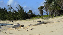 Female Hawaiian monk seal (Monachus schauinslandi) defending her pup from two males, which are aggressive with each other, Molokai Island, Hawaii, USA.