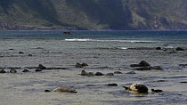 Male Hawaiian monk seal (Monachus schauinslandi) approaches and is warned away by a female with a pup, Molokai Island, Hawaii, USA.