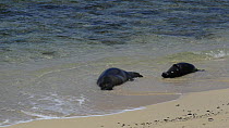 Hawaiian monk seal (Monachus schauinslandi) pup rolling in the surf with its mother, Molokai Island, Hawaii, USA.