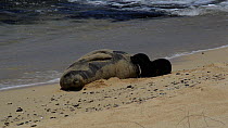 Young Hawaiian monk seal (Monachus schauinslandi) pup suckling from its mother on a beach, Molokai Island, Hawaii, USA.