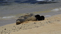 Young Hawaiian monk seal (Monachus schauinslandi) pup suckling from its mother on a beach, Molokai Island, Hawaii, USA.