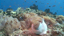 Anemones (Actiniaria) with Maldives anemonefish (Amphiprion nigripes) and Surgeonfish (Acanthurus) moving in a strong current, Maldives, Indian Ocean.