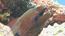 Giant moray eel (Gymnothorax javanicus) being attended to by a Bluestreak cleaner wrasse (Labroides dimidiatus), Maldives, Indian Ocean.