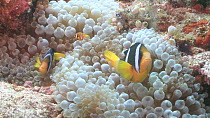 Maldives clownfish (Amphiprion nigripes) in anemone (Actiniaria), chasing juveniles, Maldives, Indian Ocean&#9;