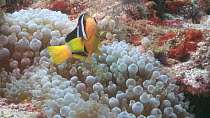 Maldives clownfish (Amphiprion nigripes) chasing juveniles, with anemones (Actiniaria) in the background, Maldives, Indian Ocean.
