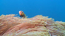 Close up of an Anemone (Actiniaria) moving in a strong current, with Maldives anemonefish (Amphiprion nigripes), Maldives, Indian Ocean.