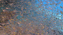 Large school of Glass fish (Ambassidae), Maldives, Indian Ocean.