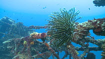 Feather star (Crinoid) attached to a sunken shipwreck, Maldives, Indian Ocean.