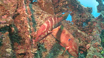Orange-striped triggerfish (Balistapus undulatus) and Sixspot groupers (Cephalopholis sexmaculata) on a sunken shipwreck, Maldives, Indian Ocean.
