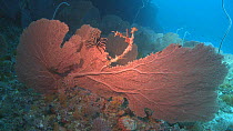 Fan coral (Gorgonacea), Maldives, Indian Ocean.