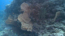 Fan coral (Gorgonacea), Maldives, Indian Ocean.