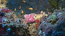 Leaf scorpionfish (Taenianotus triacanthus) resting on a coral reef, Maldives, Indian Ocean.
