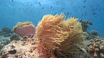 Pink anemone (Actiniaria) moving in current, Maldives, Indian Ocean.