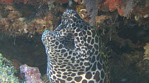 Laced moray eel (Gymnothorax favagineus) breathing, Maldives, Indian Ocean.