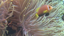 Maldives anemonefish (Amphiprion nigripes) swimming around an anemone (Actiniaria), Maldives, Indian Ocean.