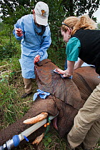 Elephant Population Management Program surgeon Dr  Dean Hendrickson, director of Colorado State University Veterinary Teaching Hospital makes ID notch in vasectomised wild elephant bull (Loxodonta afr...