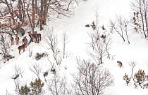 Wolf (Canis lupus) approaches a small herd of Red deer (Cervus elephas) in snow, Abruzzo, Italy. Highly commended in the Mammals category of the GDT Competition 2013
