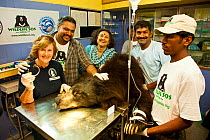 Group of veterinary surgeons around a tranquilized Sloth bear (Melursus ursinus) at the Wildlife SOS Rehabilitation Centre, Bannerghatta National Park, Karnataka, India, 2009.