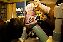 Group of veterinary surgeons examining the teeth of a tranquilized Sloth bear (Melursus ursinus) at the Wildlife SOS Rehabilitation Centre, Bannerghatta National Park, Karnataka, India, 2009.