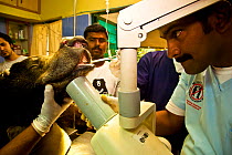 Group of veterinary surgeons x-raying the jaw of a tranquilized Sloth bear (Melursus ursinus) at the Wildlife SOS Rehabilitation Centre, Bannerghatta National Park, Karnataka, India, 2009.