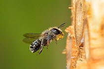Female Blue mason bee (Osmia caerulescens) flying into an insect box in a garden carrying leaf mastic (masticated leaf sections) to seal nest cells, Hertfordshire, England, June.
