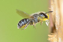 Female Blue mason bee (Osmia caerulescens) covered in pollen flying into an insect box in a garden, carrying bits of wood to seal nest cells, Hertfordshire, England, June.