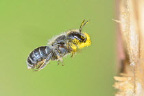 Female Blue mason bee (Osmia caerulescens) flying into an insect box, with mandibles covered in pollen, Hertfordshire, England, June.
