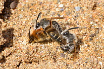Two male Plasterer bees (Colletes cunicularius) competing to mate with a female, Cornwall, England, May.
