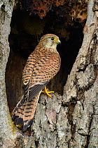Female Kestrel (Falco tinnunculus) perched in the entrance to a nest hole in an old tree, Hertfordshire, England, UK, June.