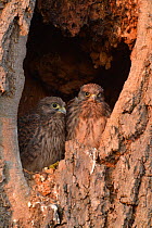 Two juvenile Kestrels (Falco tinnunculus) perched in a nest hole in an old tree, Hertfordshire, England, UK, June.